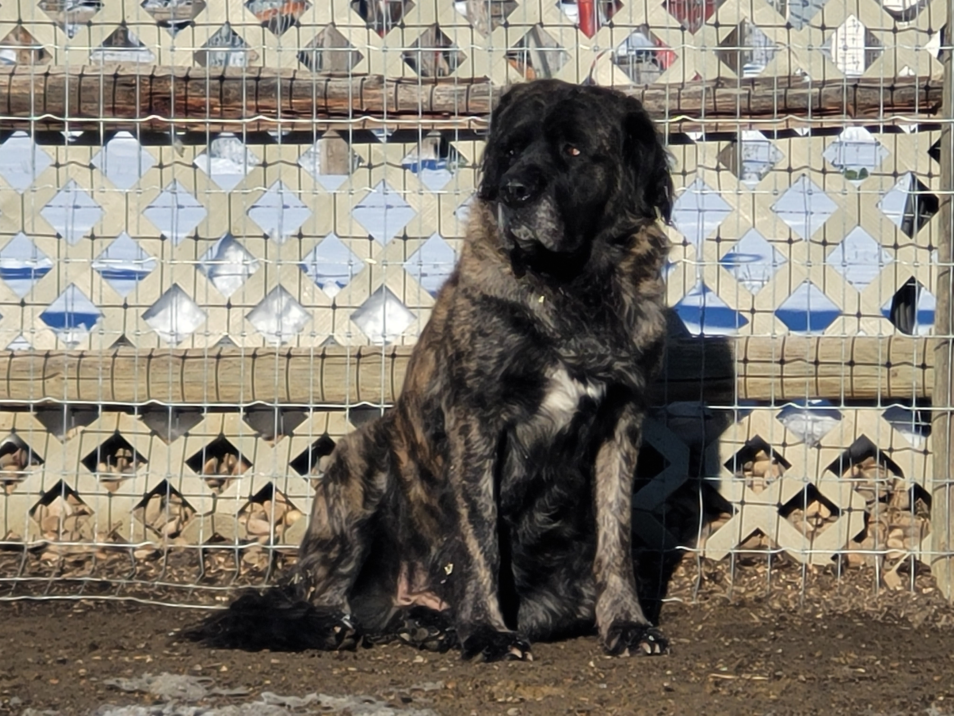 Enlarge Ursala, a Adoptable Bullmastiff in Lacombe, AB image 5/5