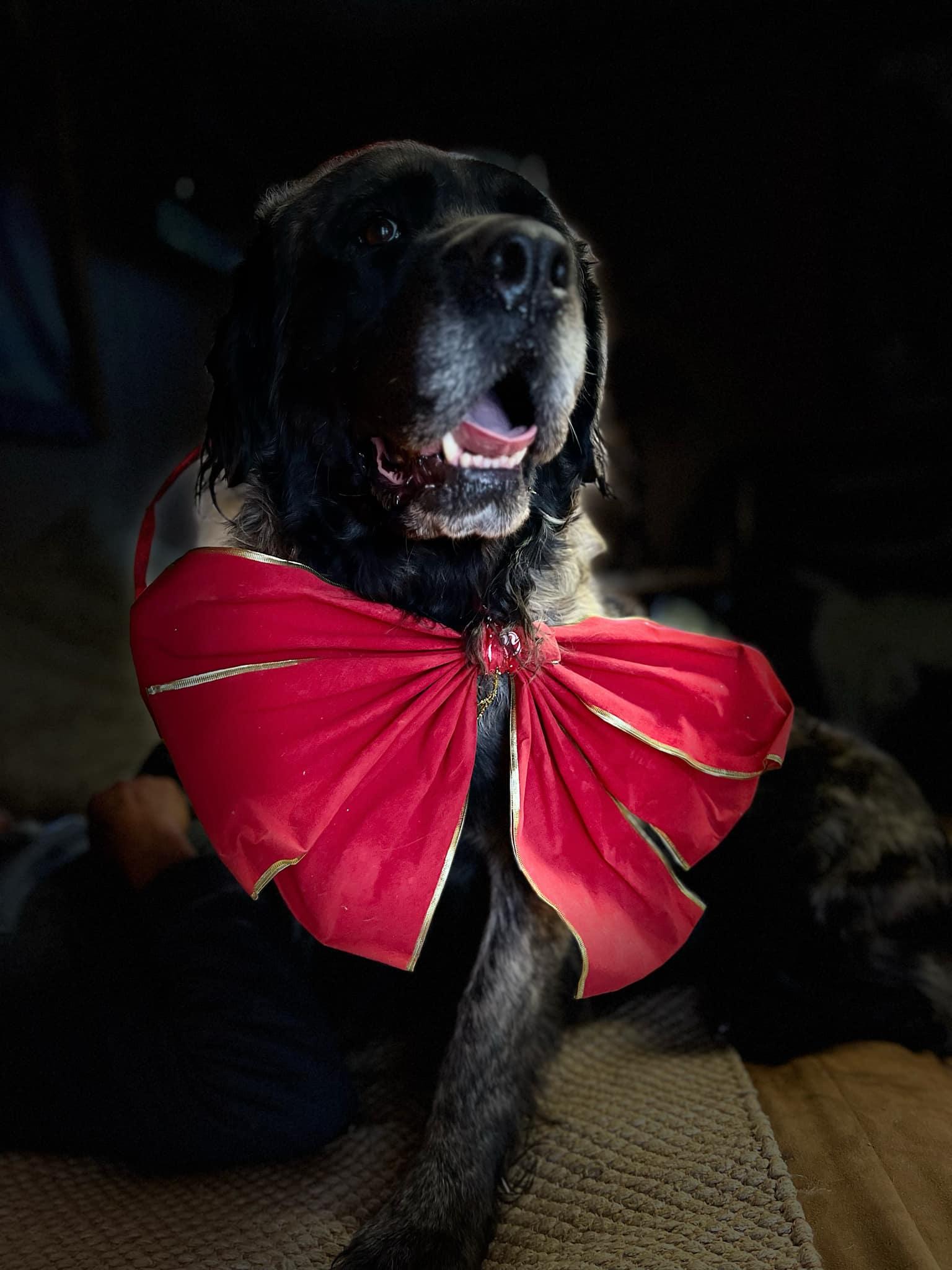 Enlarge Ursala, a Adoptable Bullmastiff in Lacombe, AB image 1/5