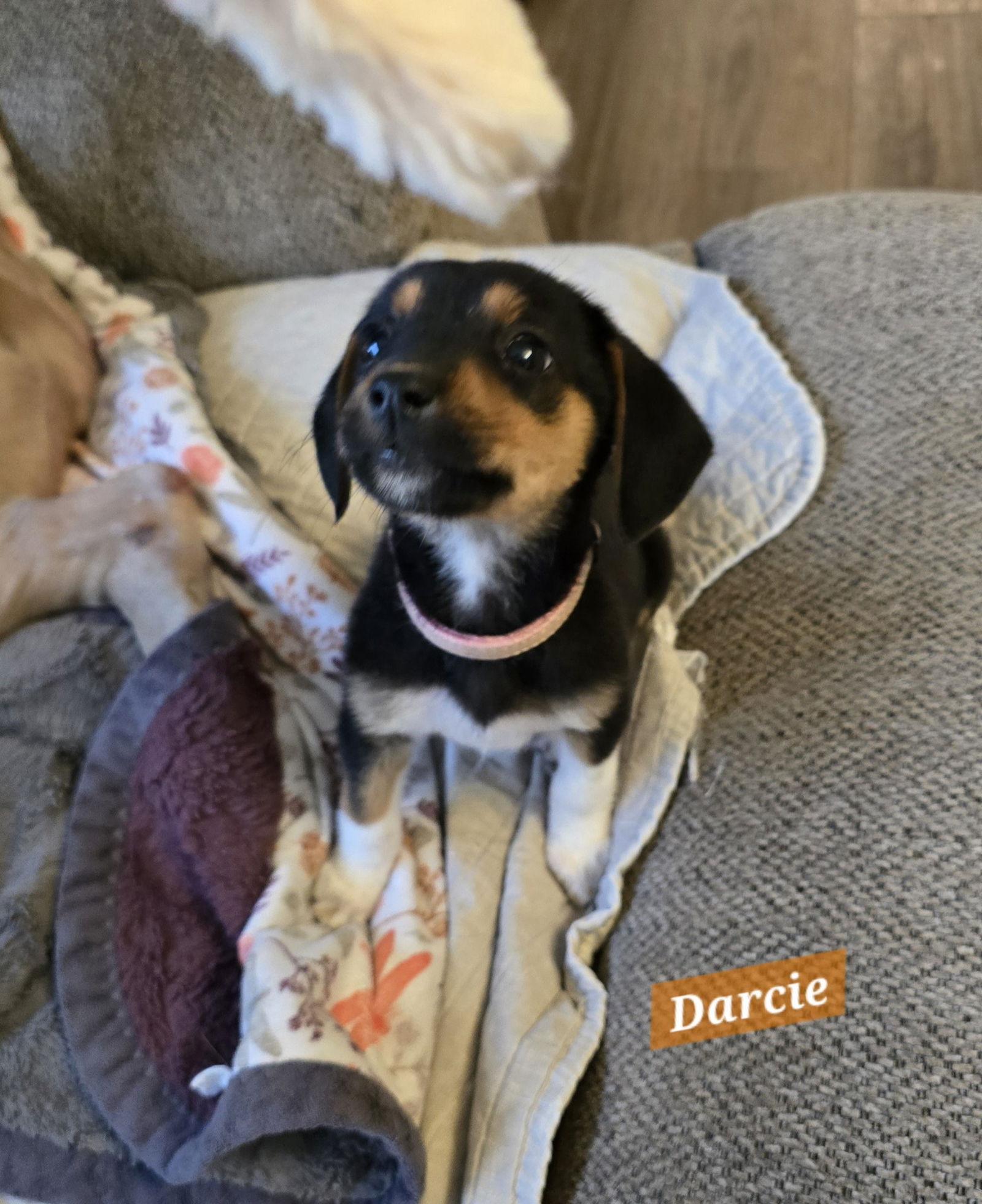 Darcie now Darcy, Adopted, Puppy Female Beagle.