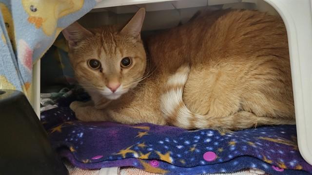 Enlarge SAILOR, a Adoptable Domestic Short Hair in Minneapolis, MN image 1/1