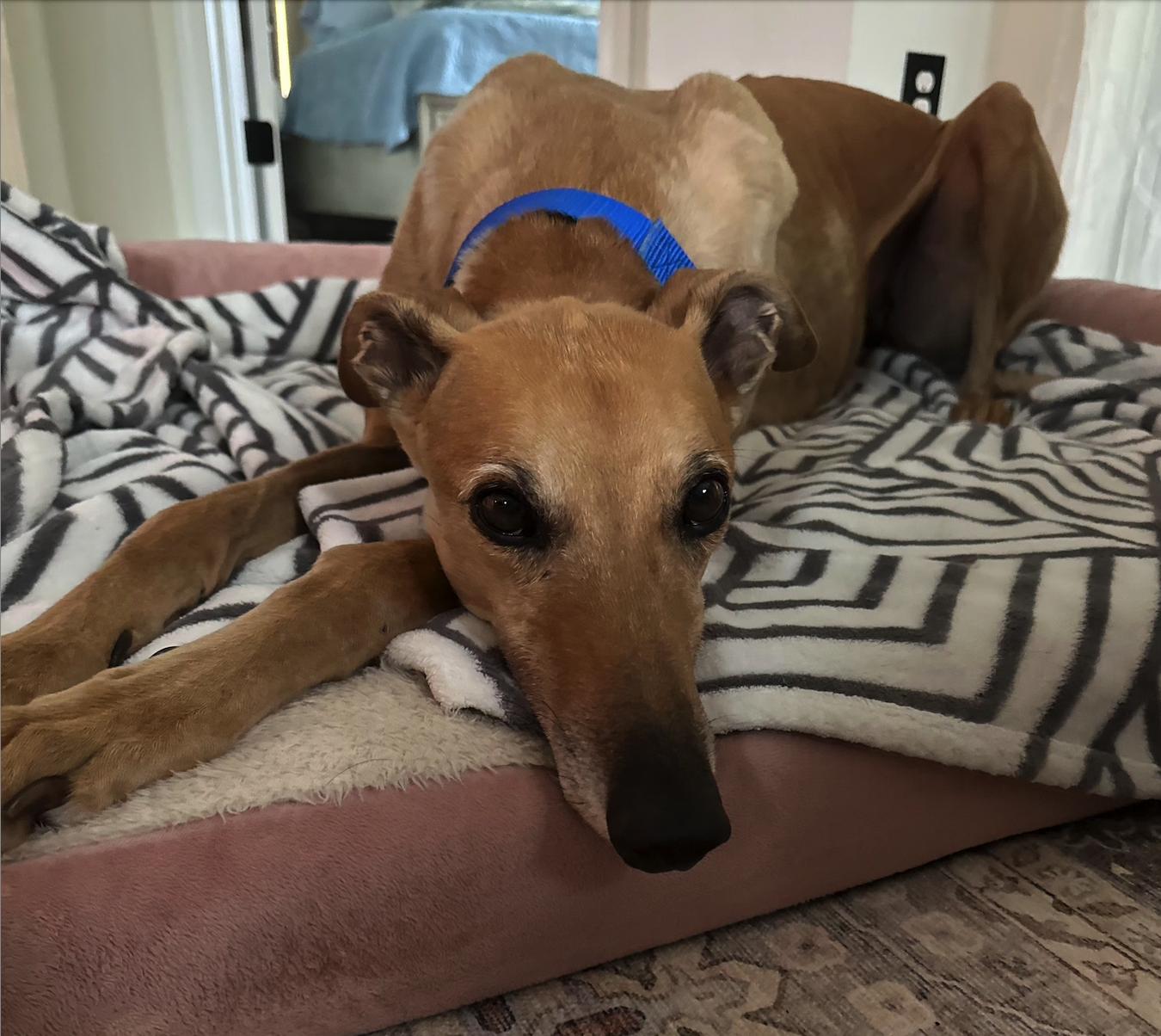 Dead To Me (Ruby), Adoptable, Senior Female Greyhound.