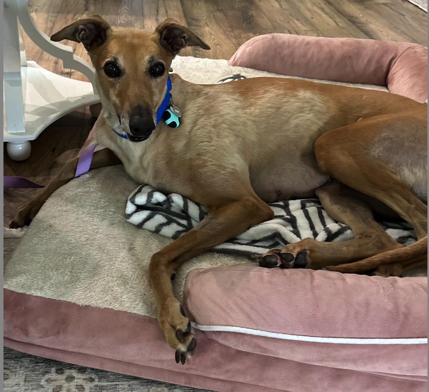 Dead To Me (Ruby), a Adoptable Greyhound in Tarpon Springs, FL image 2/4