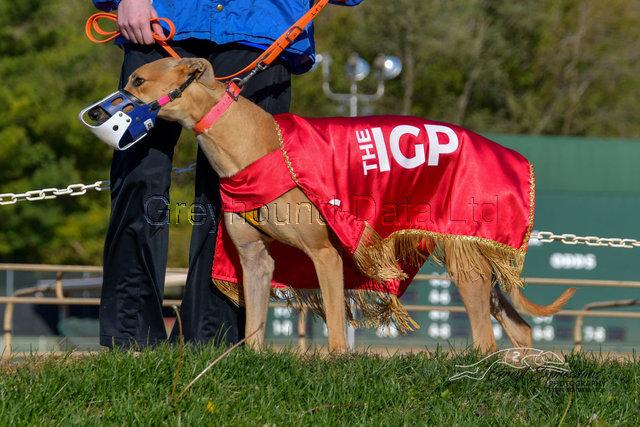 Dead To Me (Ruby), a Adoptable Greyhound in Tarpon Springs, FL image 3/4