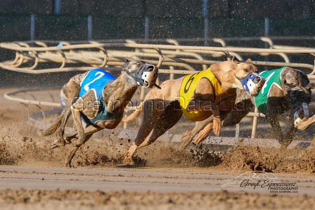 Dead To Me (Ruby), a Adoptable Greyhound in Tarpon Springs, FL image 4/4