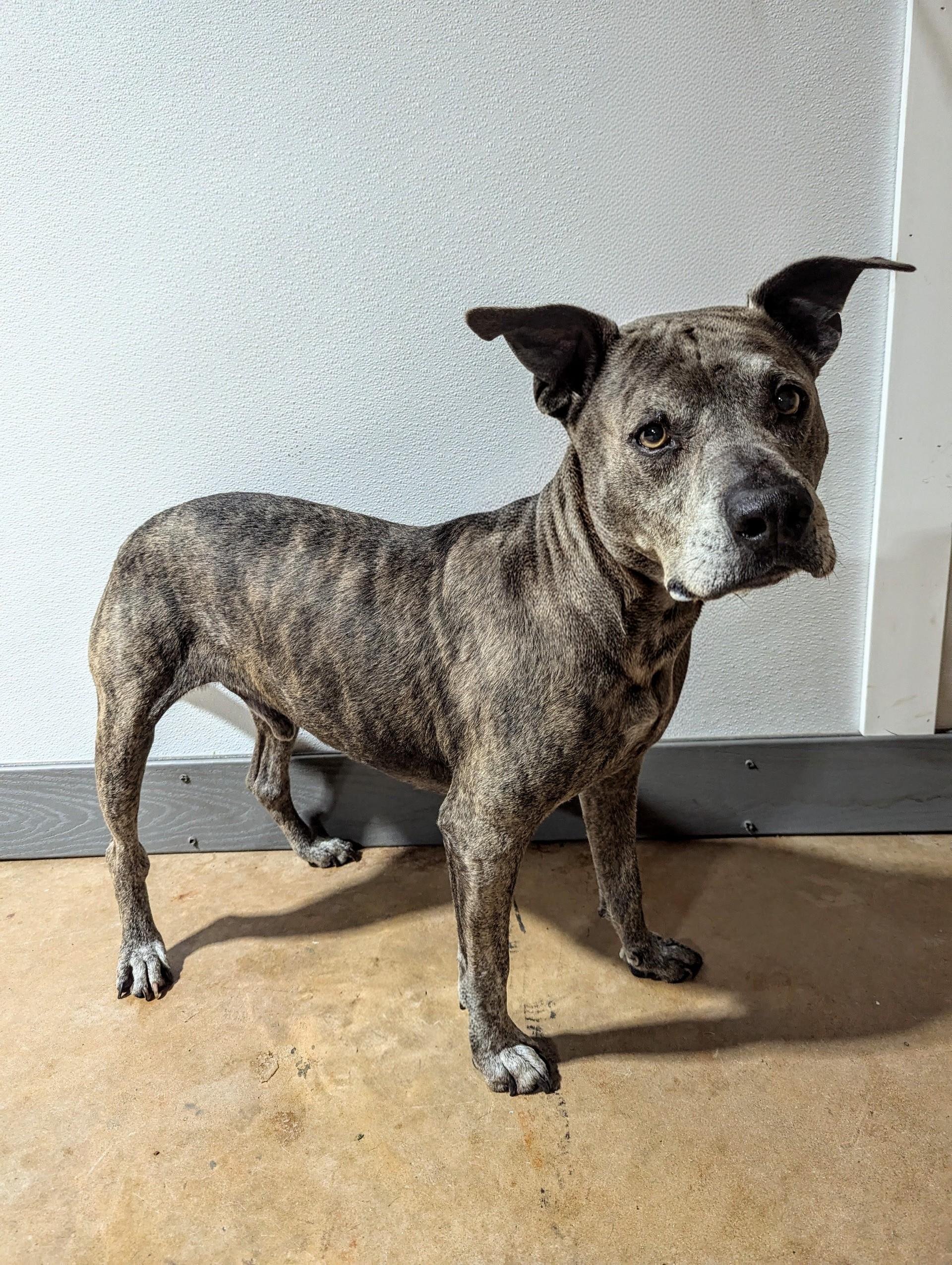 Gary Allan, ADOPTABLE, Senior Male Black Labrador Retriever & Pit Bull Terrier.