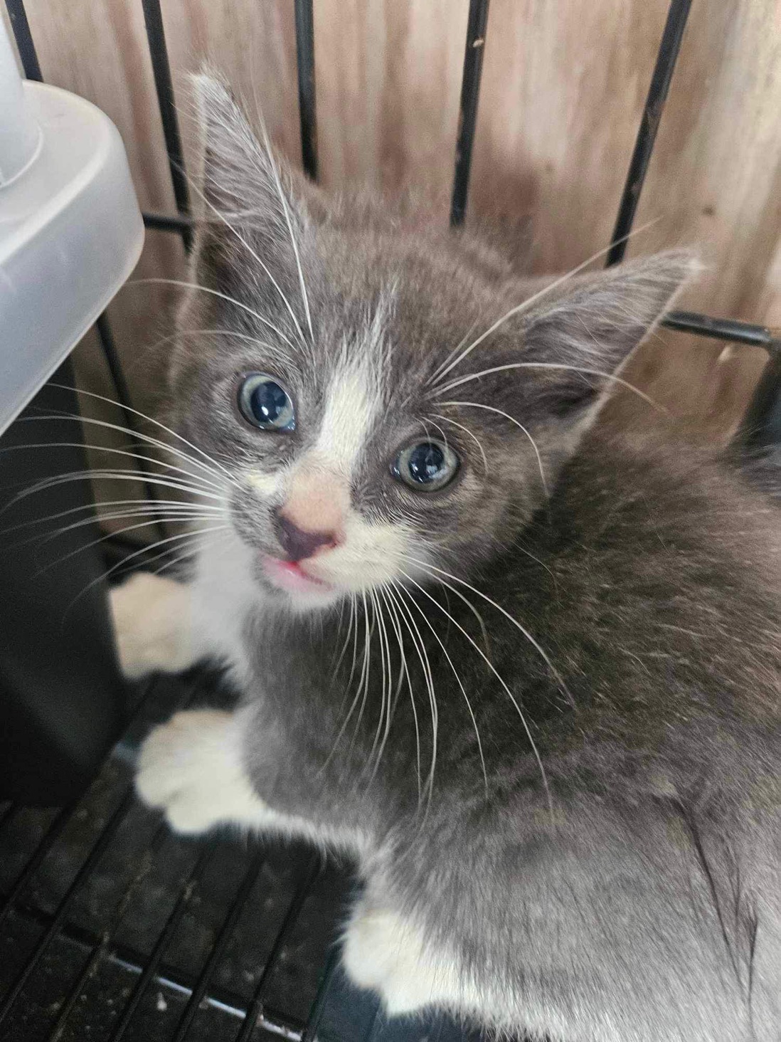 Lilac, a Adopted American Shorthair in Ville platte, LA image 2/2