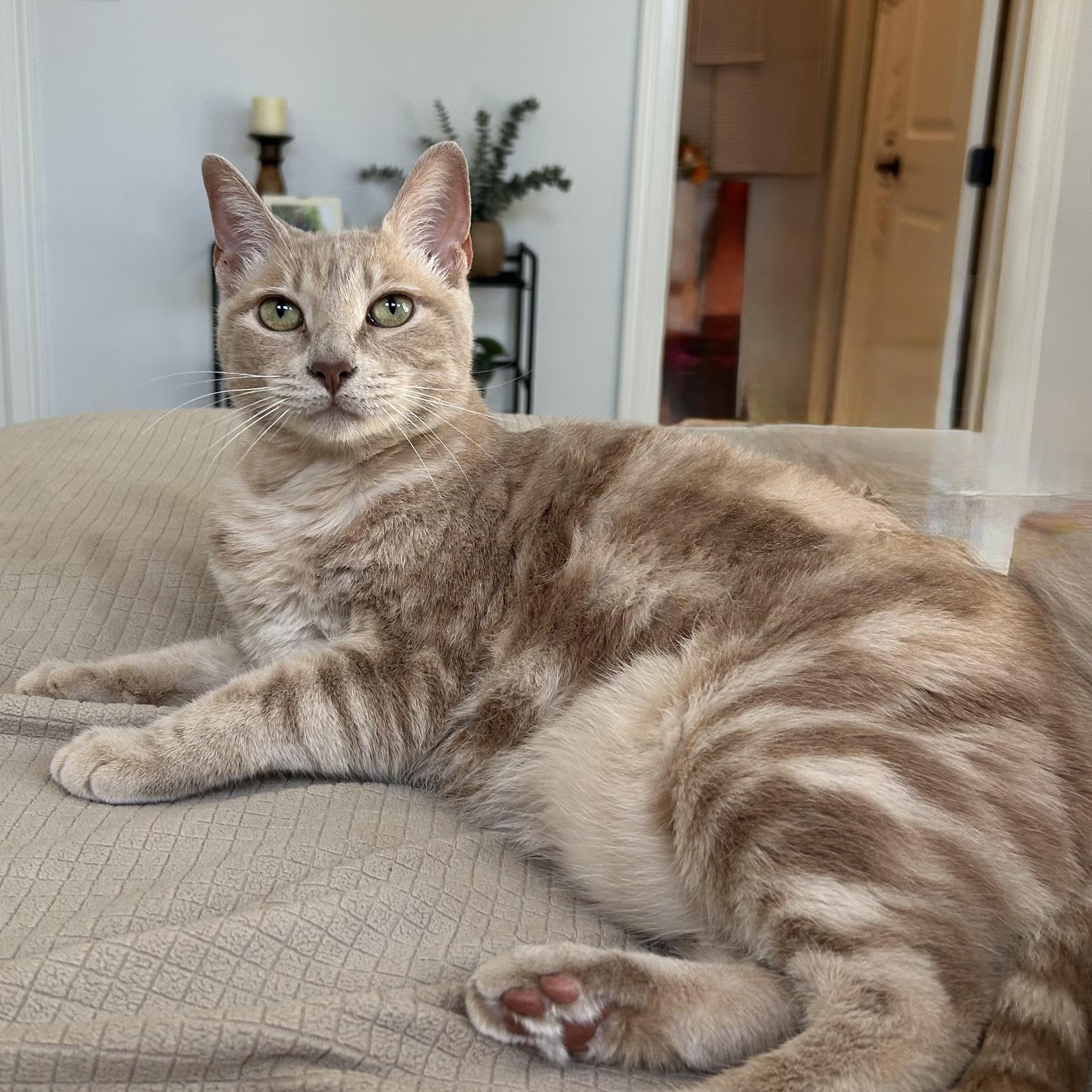 Evangeline - Riley Fuzzel Petsmart