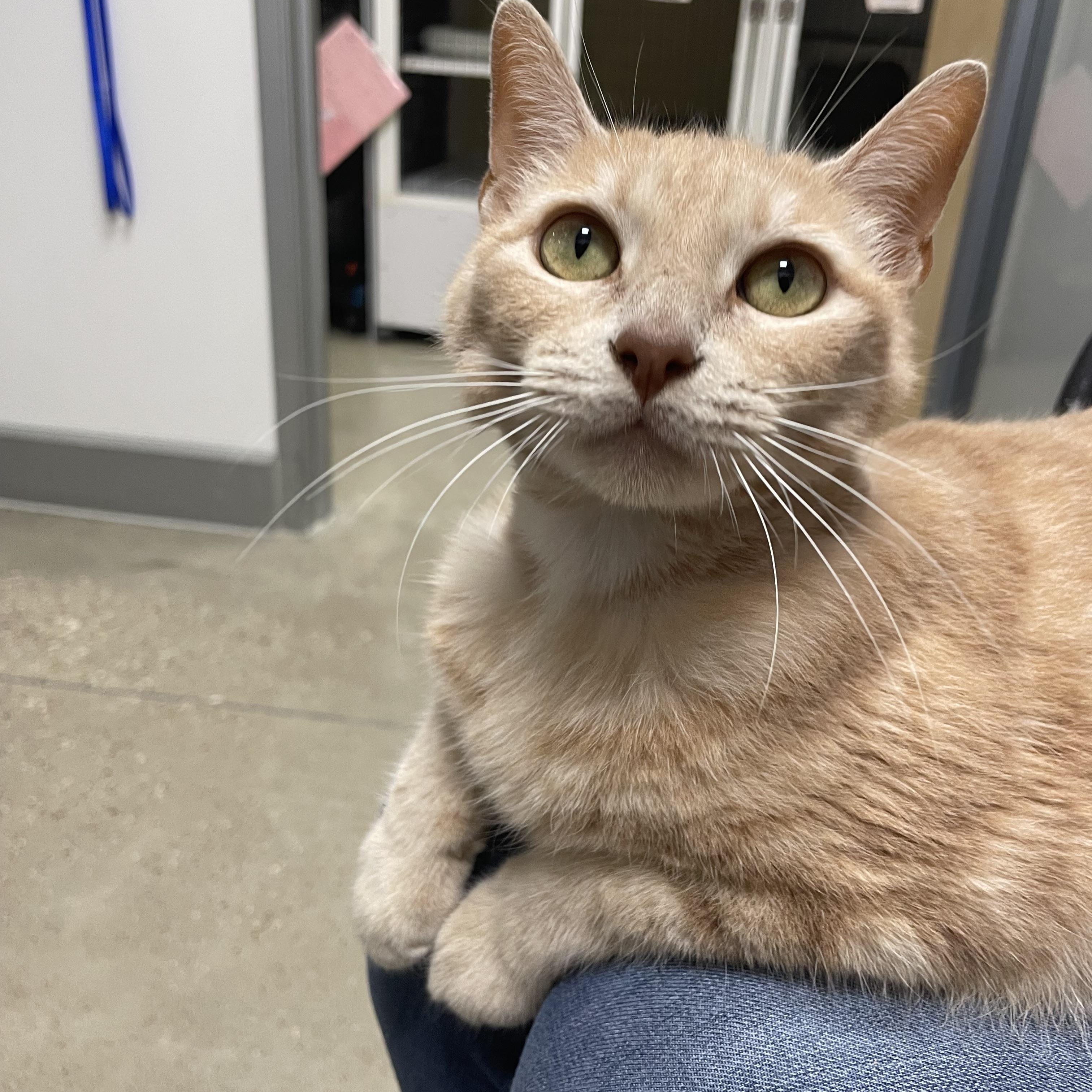 Evangeline - Riley Fuzzel Petsmart