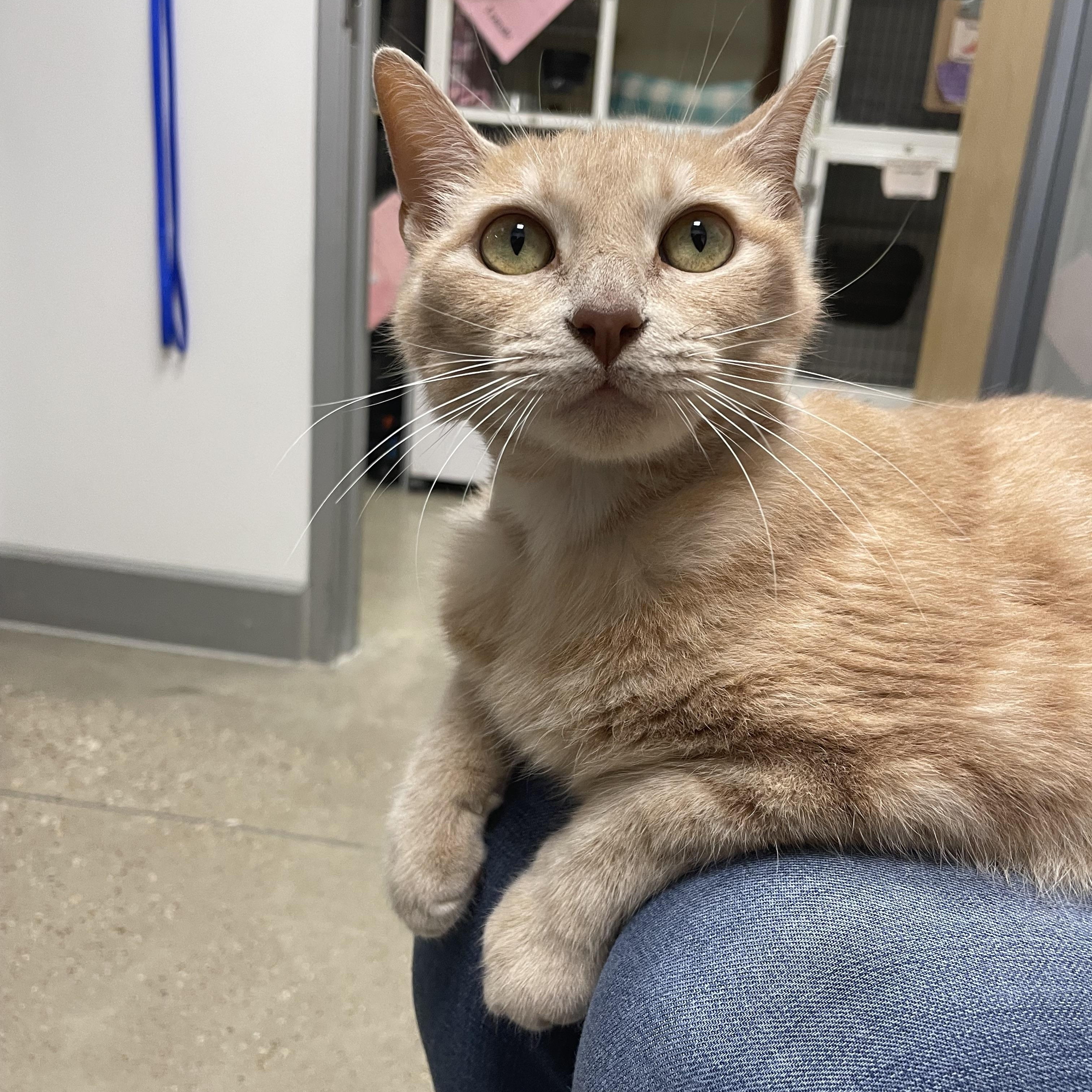 Evangeline - Riley Fuzzel Petsmart