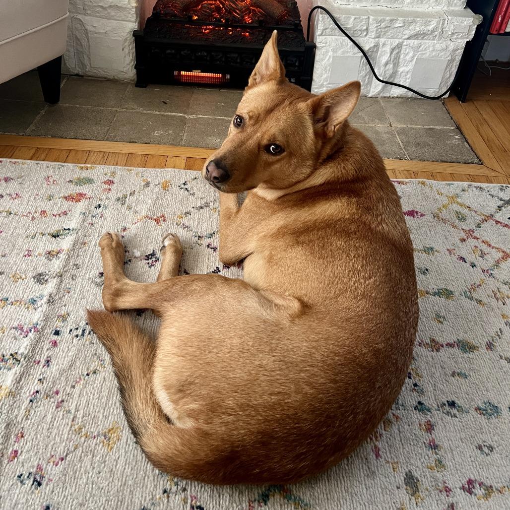 Val, Adoptable, Adult Male Shepherd.