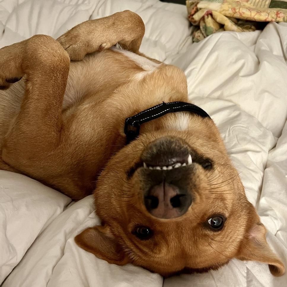 Enlarge Val, a Adoptable mixed breed in San Francisco, CA image 2/6