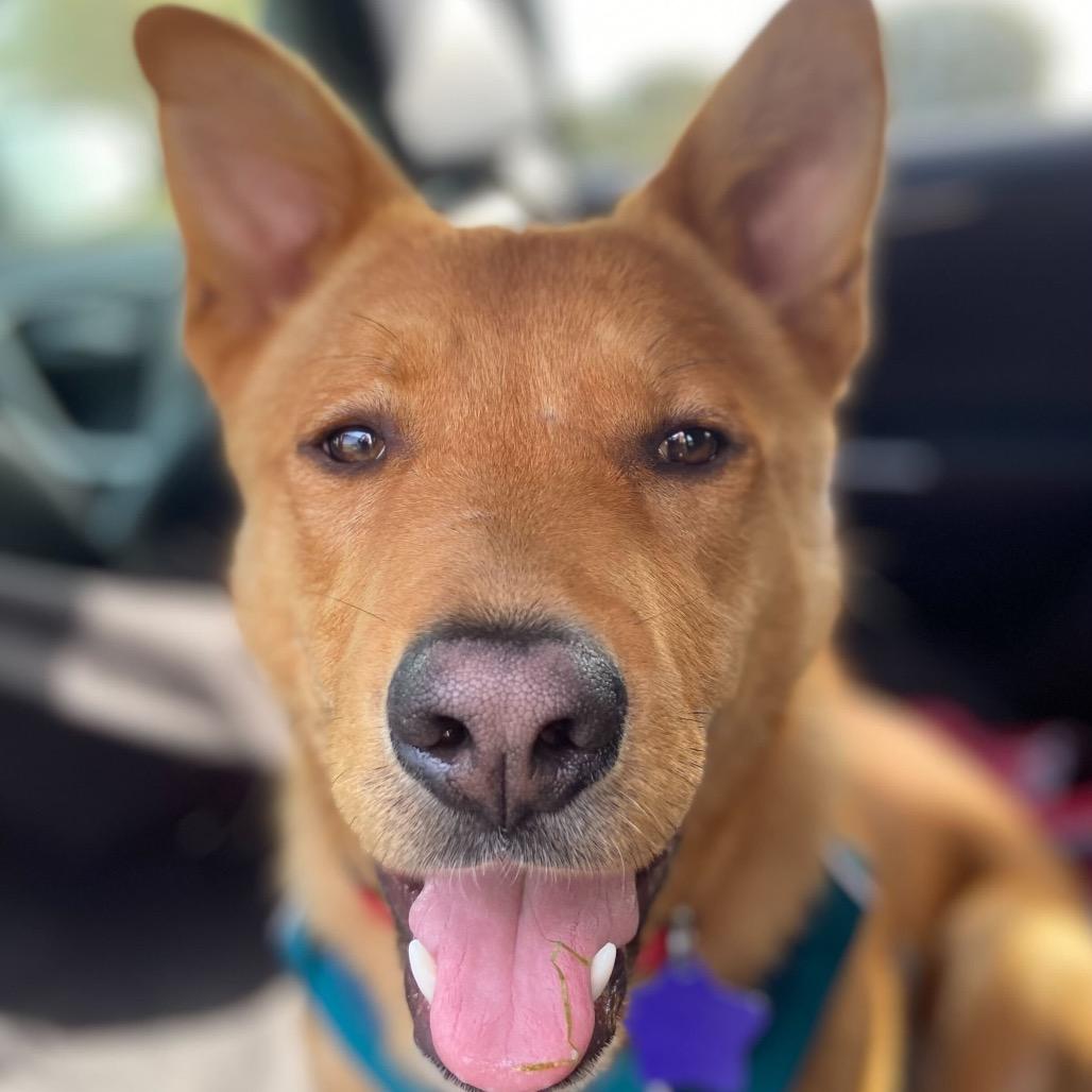 Val, a Adoptable mixed breed in San Francisco, CA image 2/6