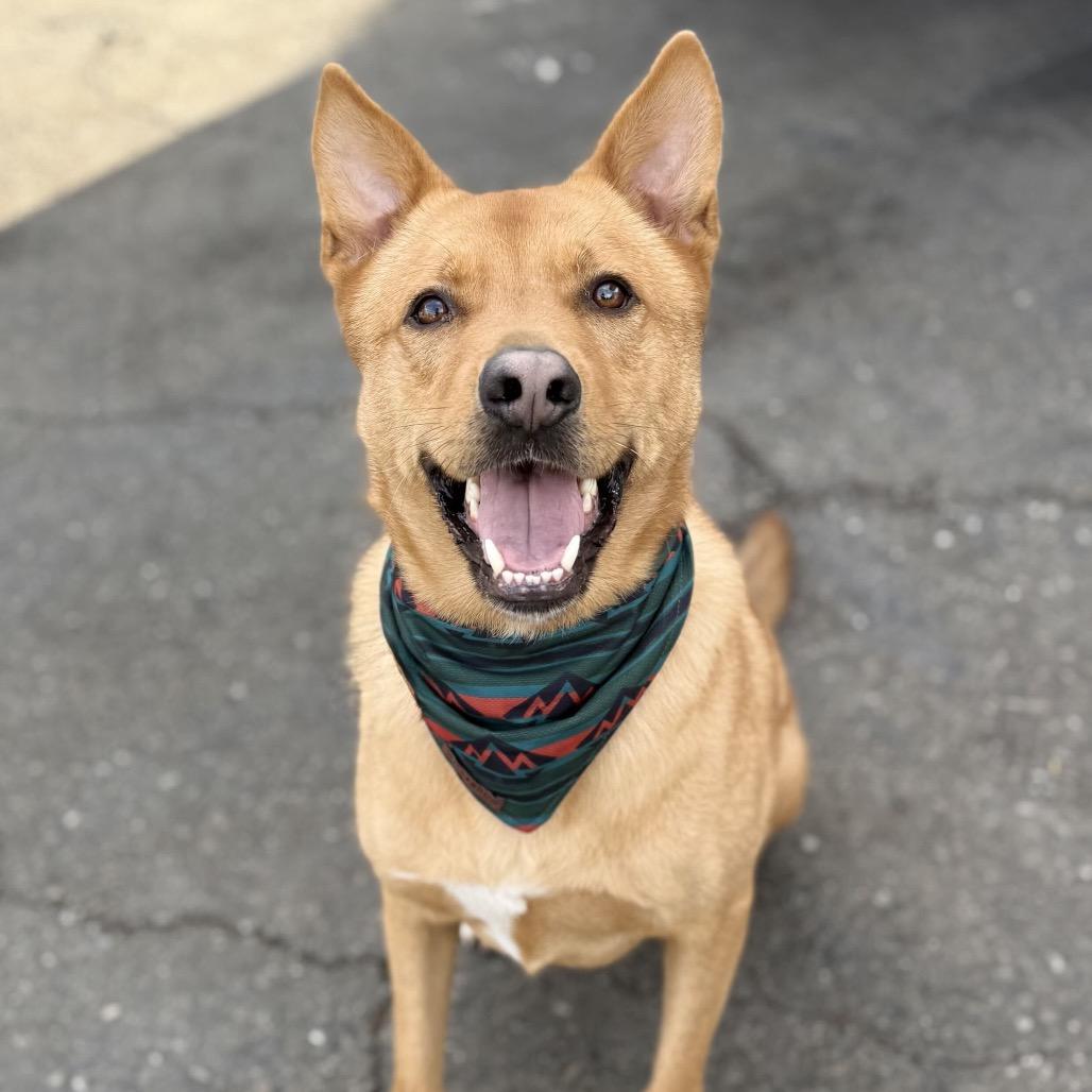 Enlarge Val, a Adoptable mixed breed in San Francisco, CA image 3/6