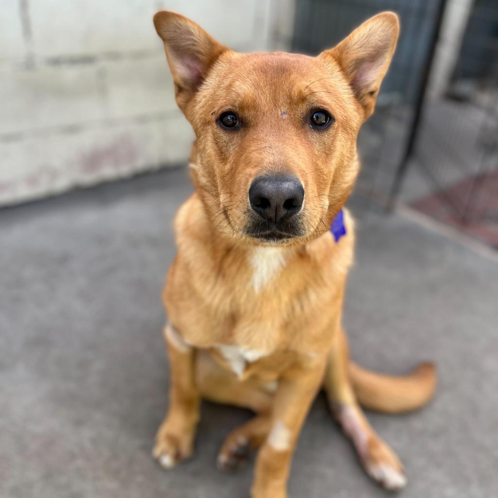 Val, a Adoptable mixed breed in San Francisco, CA image 5/6