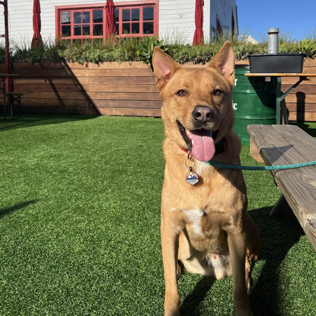 Val, a Adoptable mixed breed in San Francisco, CA image 6/6