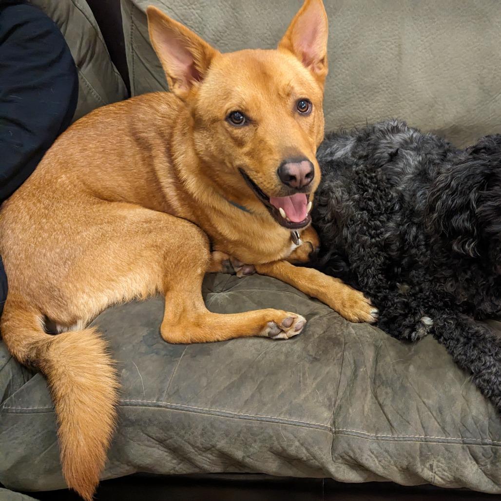 Enlarge Val, a Adoptable mixed breed in San Francisco, CA image 6/6