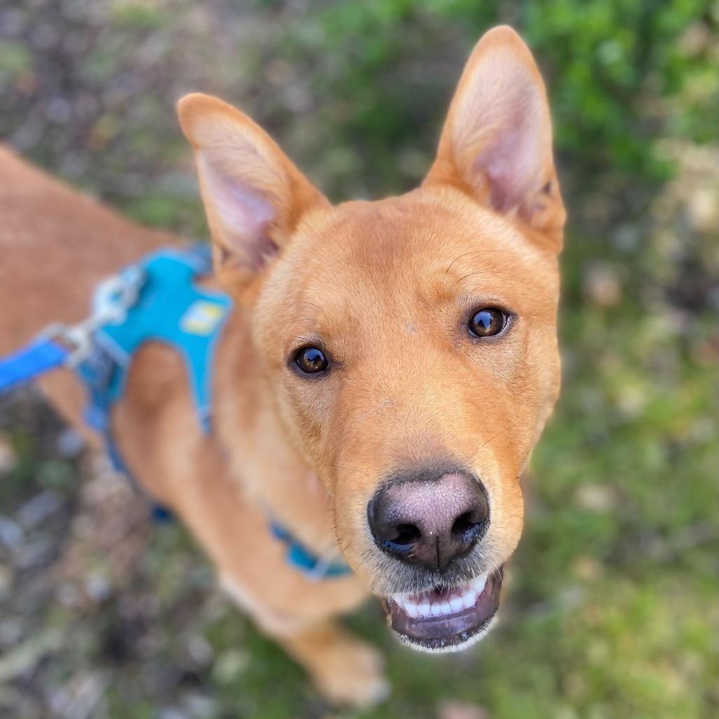 Enlarge Val, a Adoptable mixed breed in San Francisco, CA image 5/5
