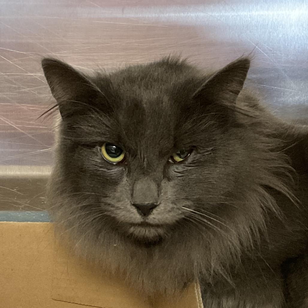 Winston, Adoptable, Young Male Domestic Long Hair.