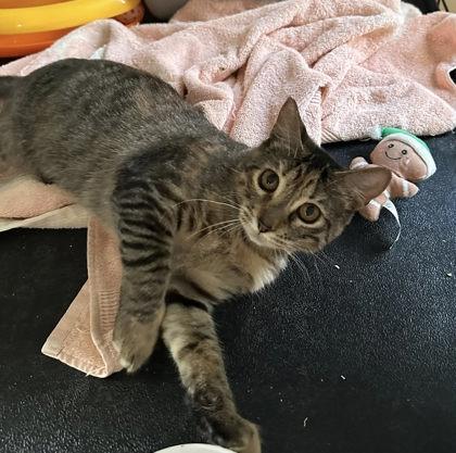 Mariah — thumbnail 3