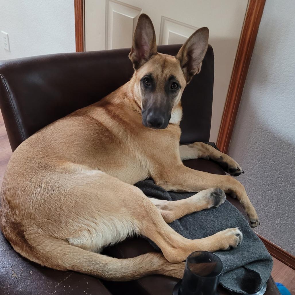 Lily, Adoptable, Adult Female Shepherd & Mixed Breed.