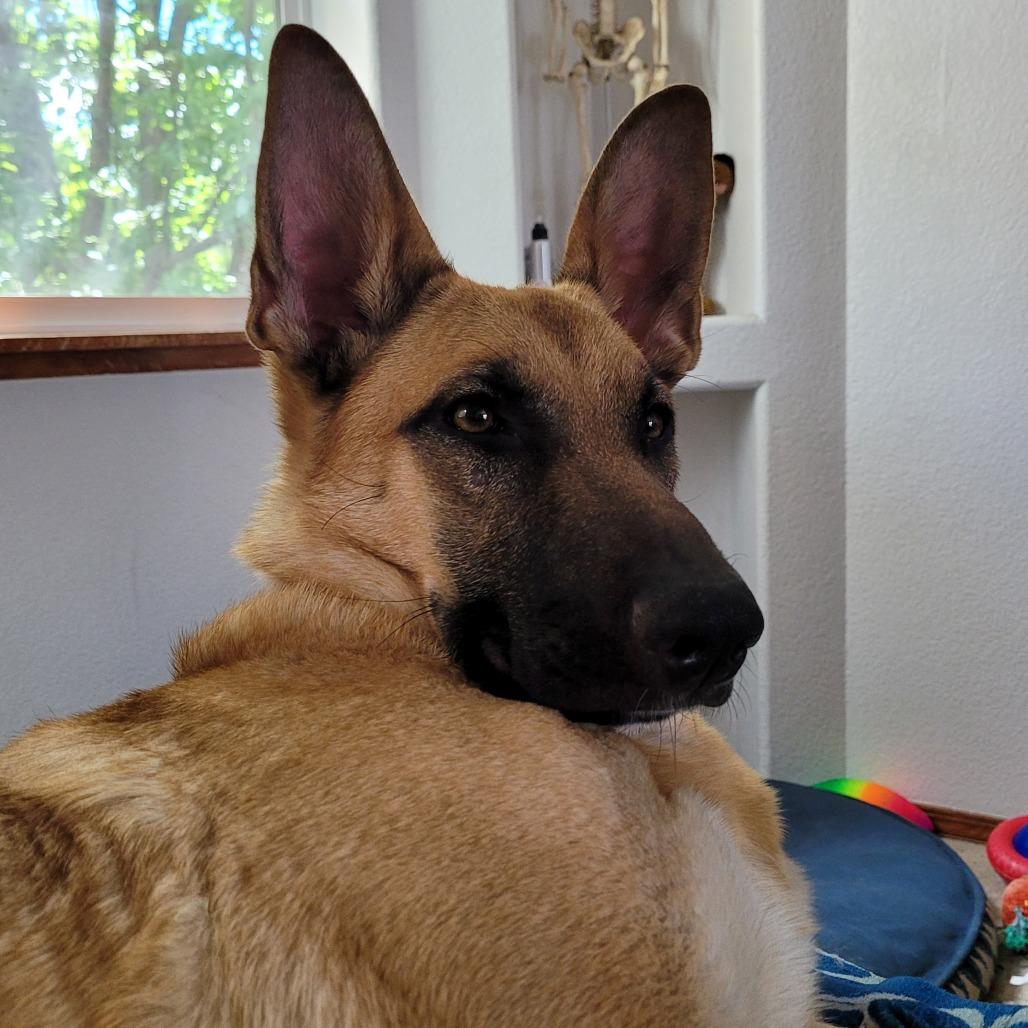 Enlarge Lily, a Adoptable mixed breed in Colorado Springs, CO image 2/5