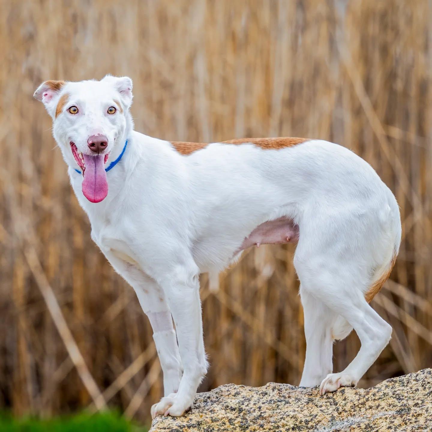 Vixen (no fee. shy. good with dogs and cats), Adoptable, Adult Female Portuguese Podengo & Greyhound.