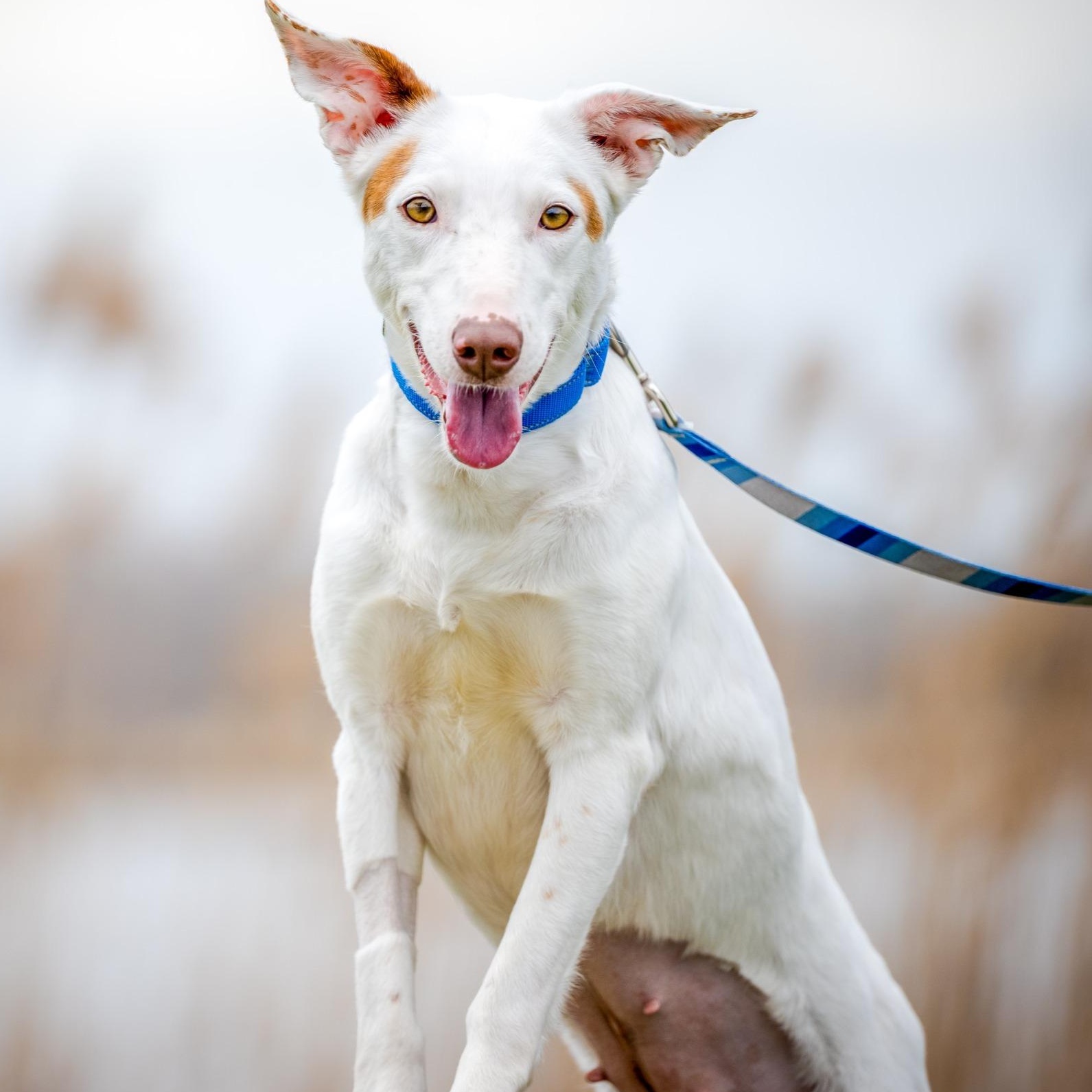 Enlarge Vixen (no fee. shy. good with dogs and cats), a Adoptable mixed breed in HANSON, MA image 2/4