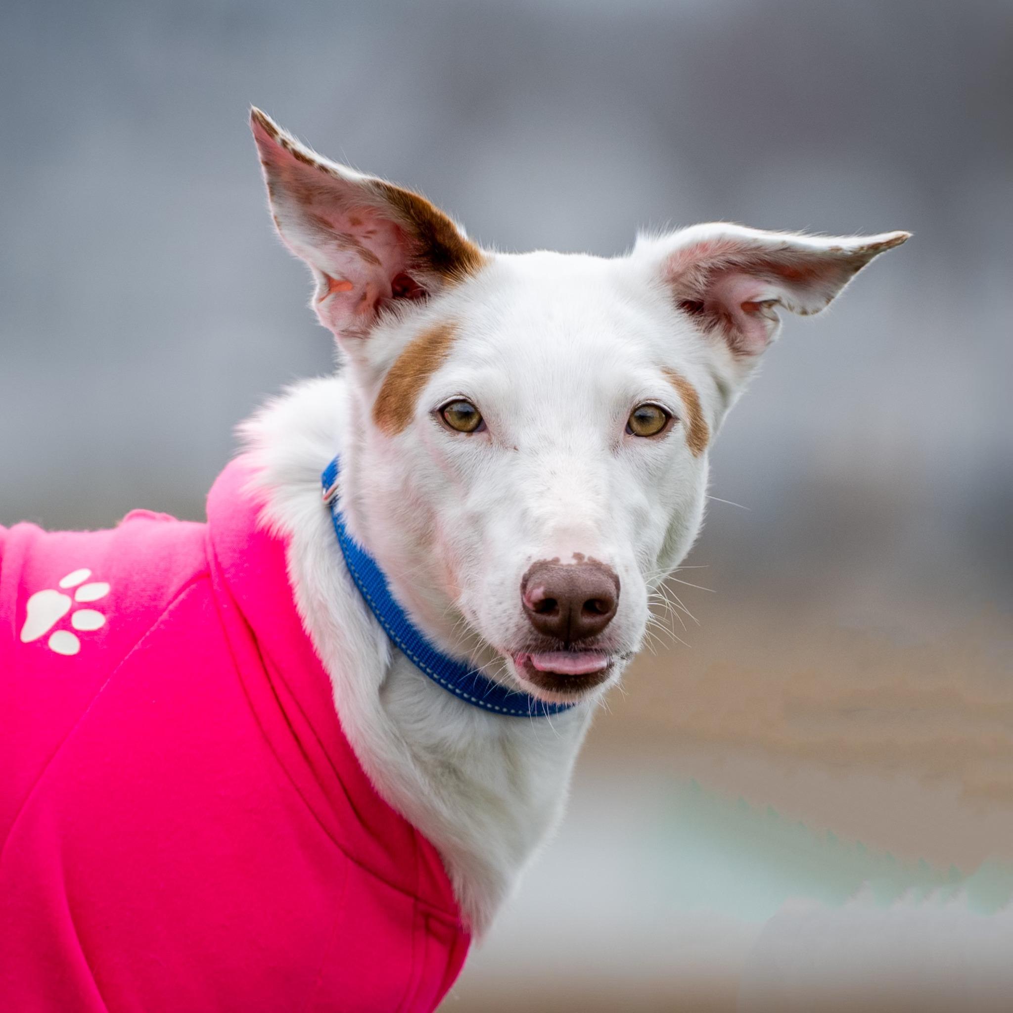 Enlarge Vixen (no fee. shy. good with dogs and cats), a Adoptable mixed breed in HANSON, MA image 4/4