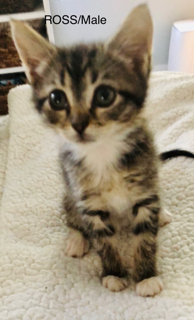 Enlarge ROSS, a Adopted Domestic Short Hair in Midlothian, VA image 1/1