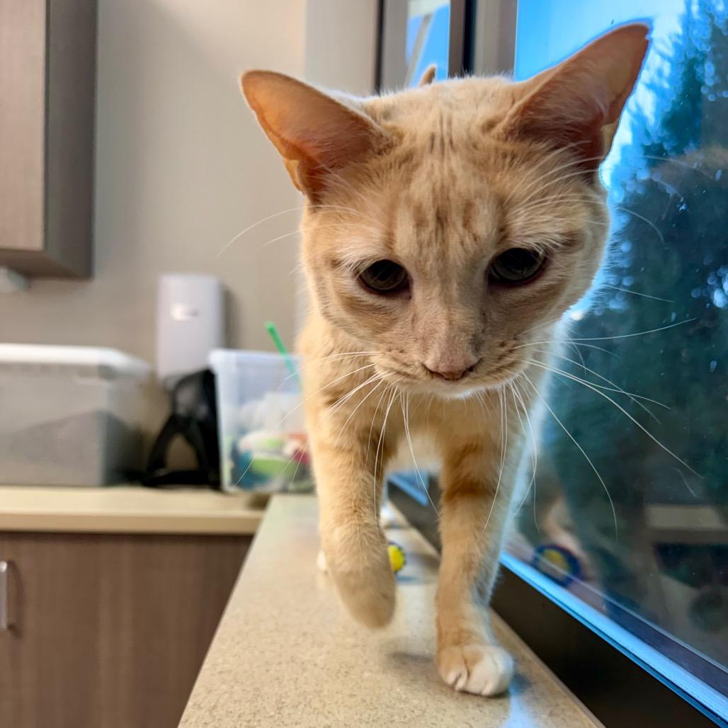 Garfield, Adoptable, Adult Male Domestic Short Hair.