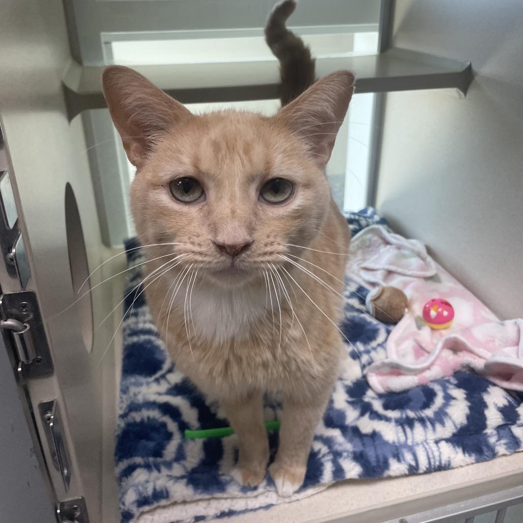 Enlarge Garfield, a Adoptable Domestic Short Hair in Great Falls, MT image 2/6