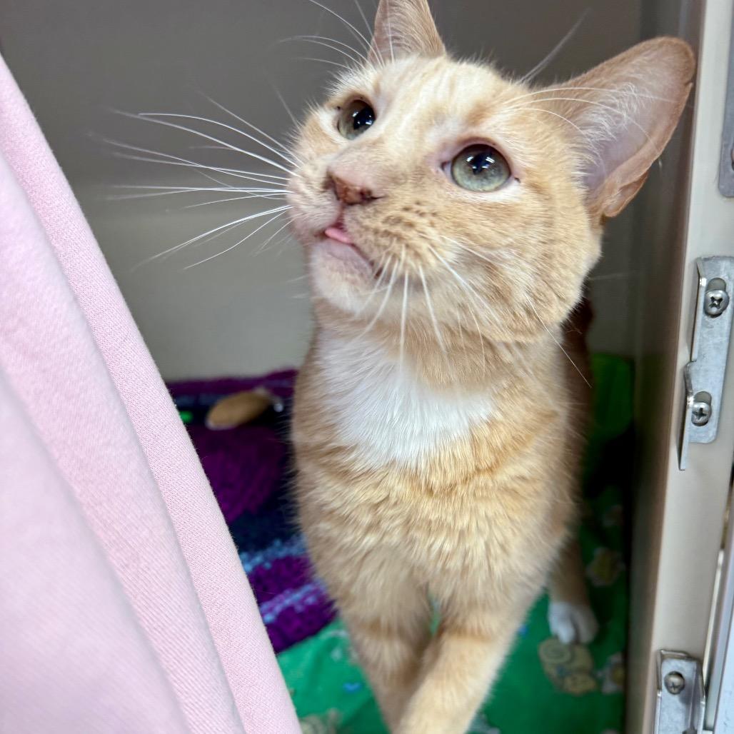 Enlarge Garfield, a Adoptable Domestic Short Hair in Great Falls, MT image 3/6