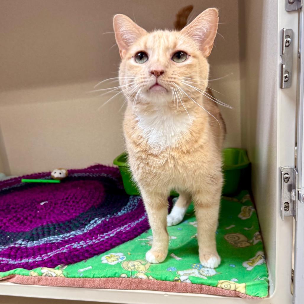 Enlarge Garfield, a Adoptable Domestic Short Hair in Great Falls, MT image 4/6