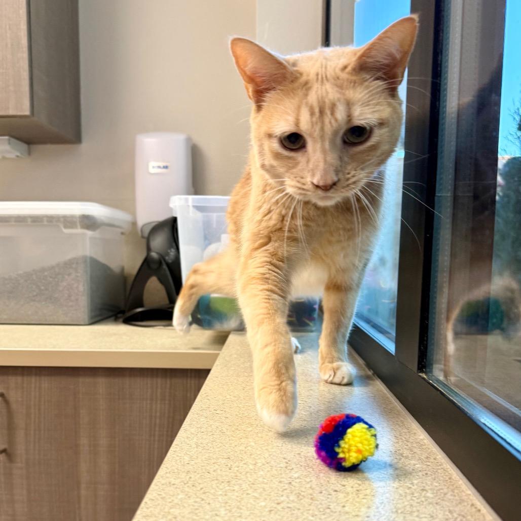 Enlarge Garfield, a Adoptable Domestic Short Hair in Great Falls, MT image 5/6