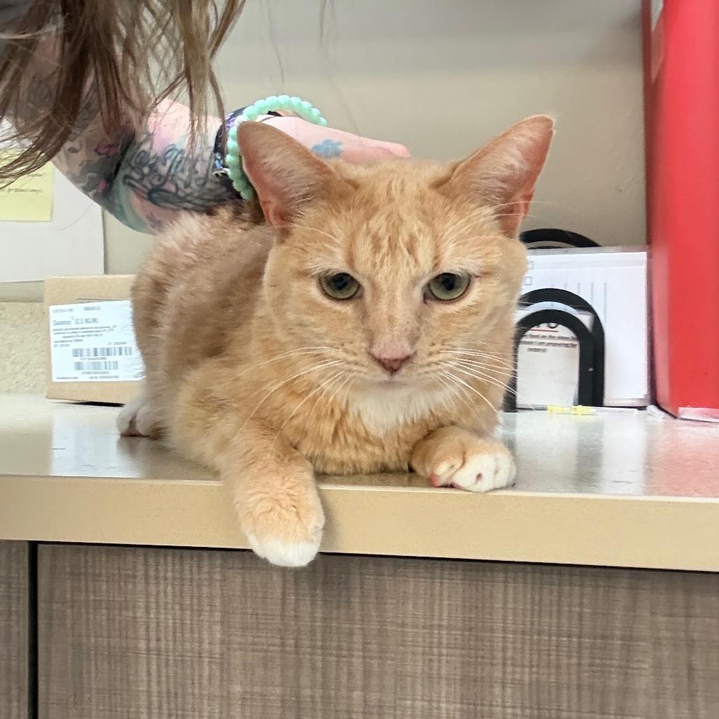 Enlarge Garfield, a Adoptable Domestic Short Hair in Great Falls, MT image 6/6