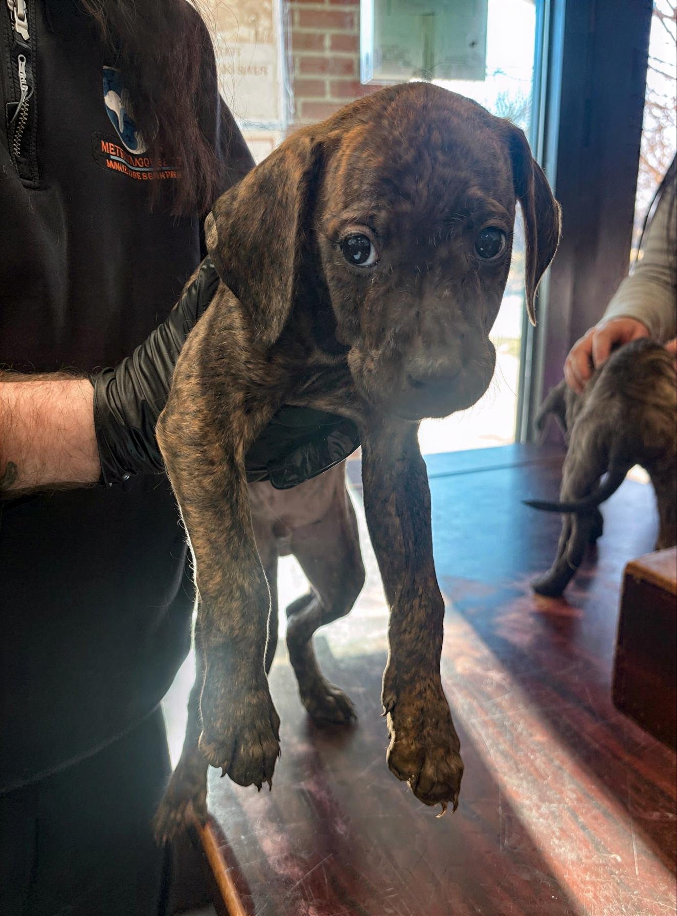 Z-Mart, adopted, Puppy Male Mixed Breed.