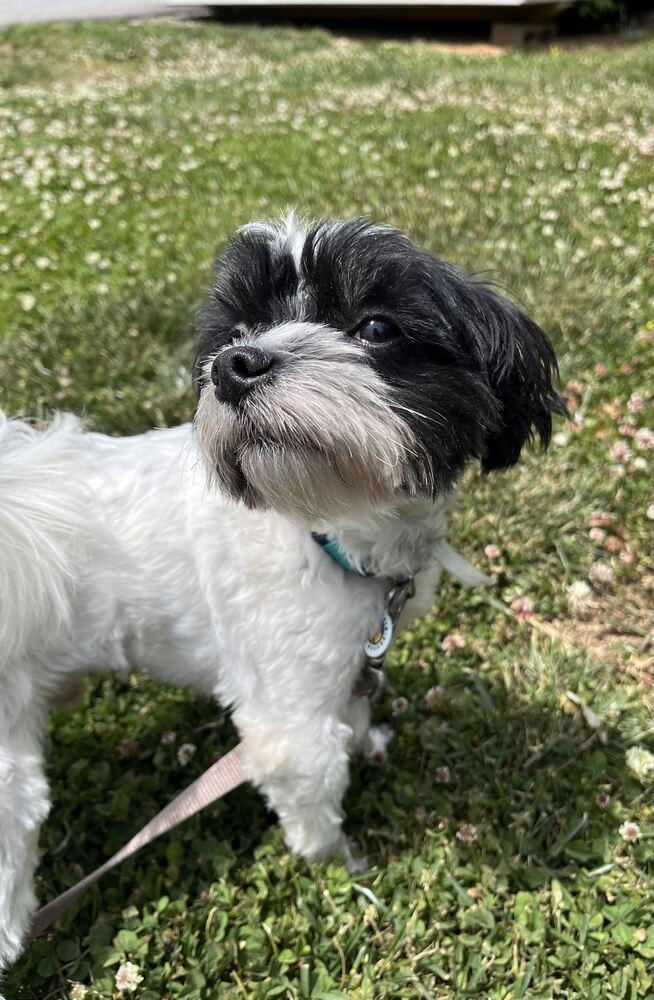Bandit, Adoptable, Adult Male Maltese.