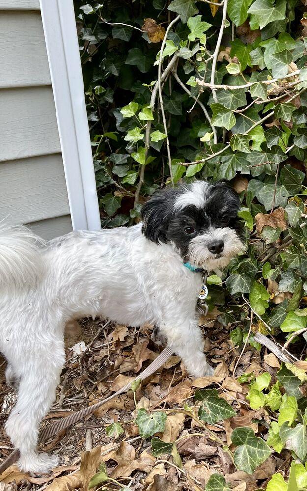 Bandit, a Adoptable Maltese in Candler, NC image 1/3