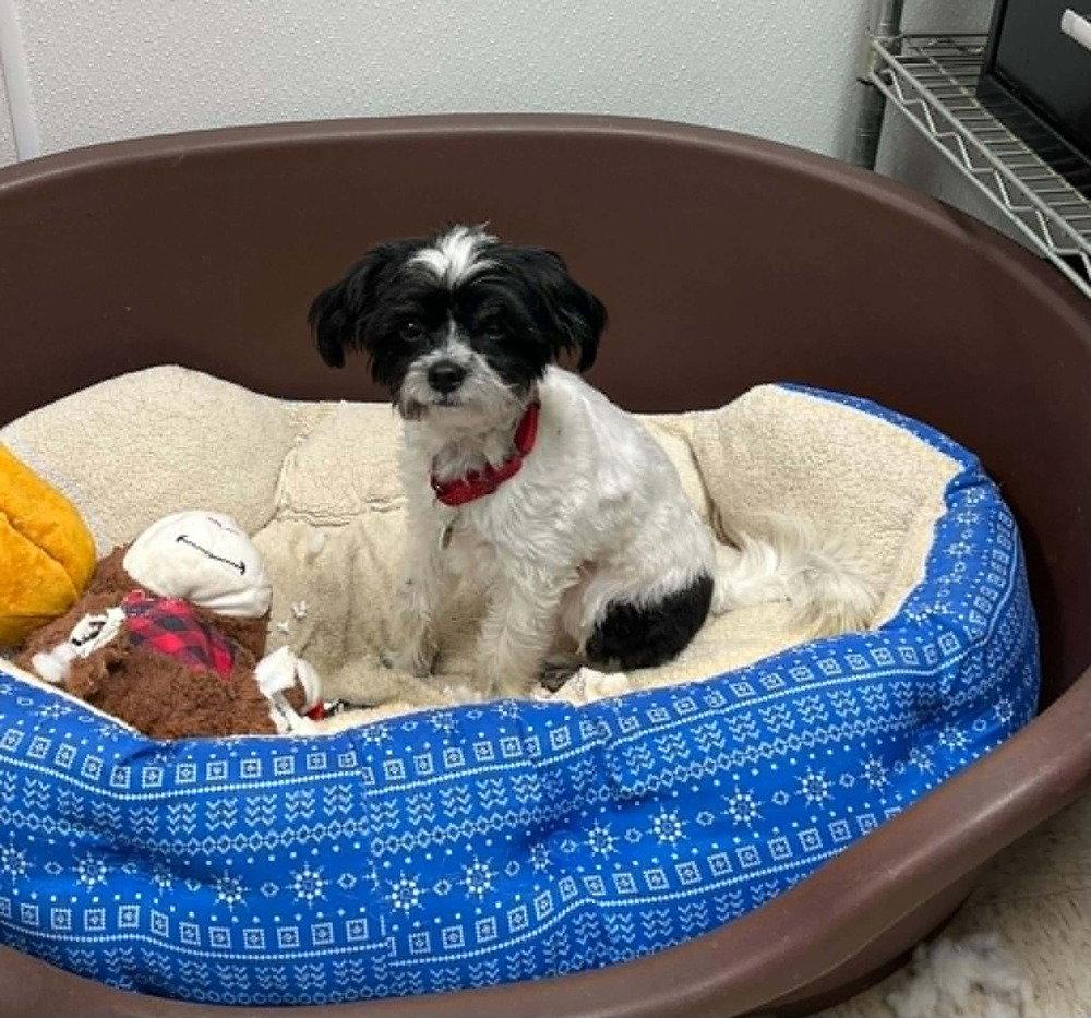 Bandit, a Adoptable Maltese in Candler, NC image 2/3