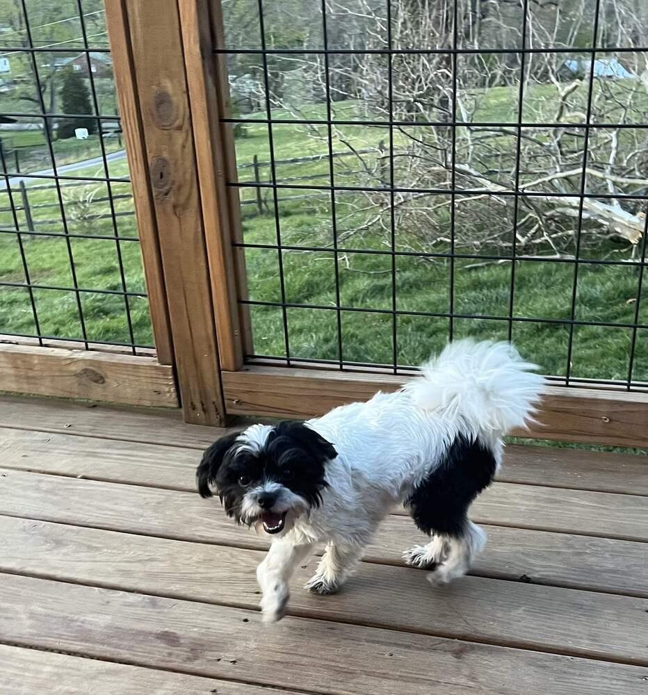 Bandit, a Adoptable Maltese in Candler, NC image 3/3