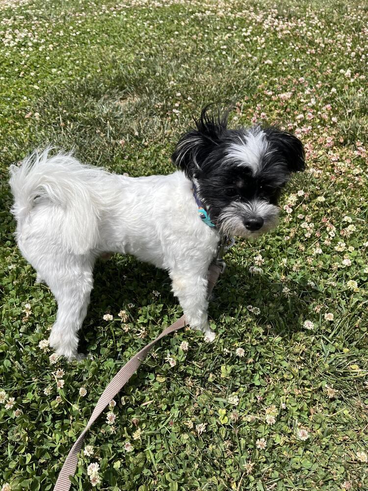 Enlarge Bandit, a Adoptable Maltese in Candler, NC image 2/3