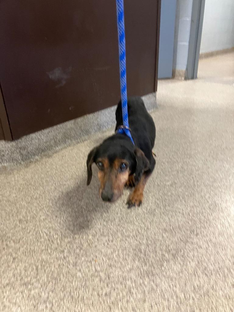 Gertrude, Adoptable, Senior Female Dachshund.