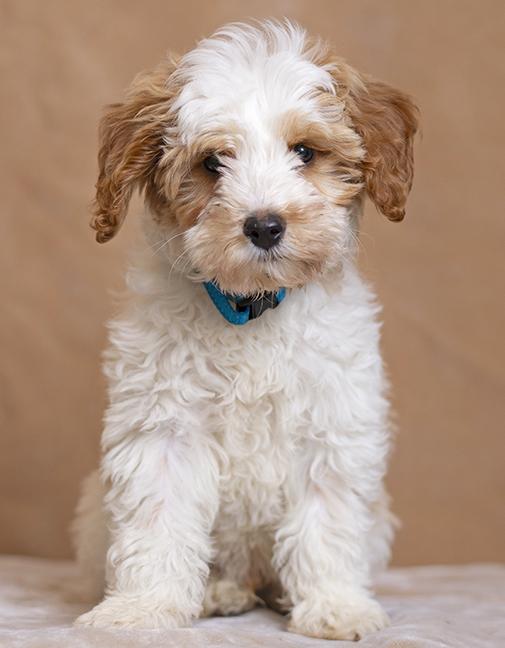 Enlarge Caper, an adopted Goldendoodle in Chicago, IL image 2/3