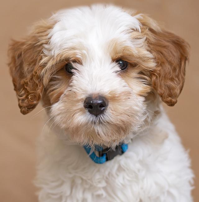 Enlarge Caper, an adopted Goldendoodle in Chicago, IL image 1/3