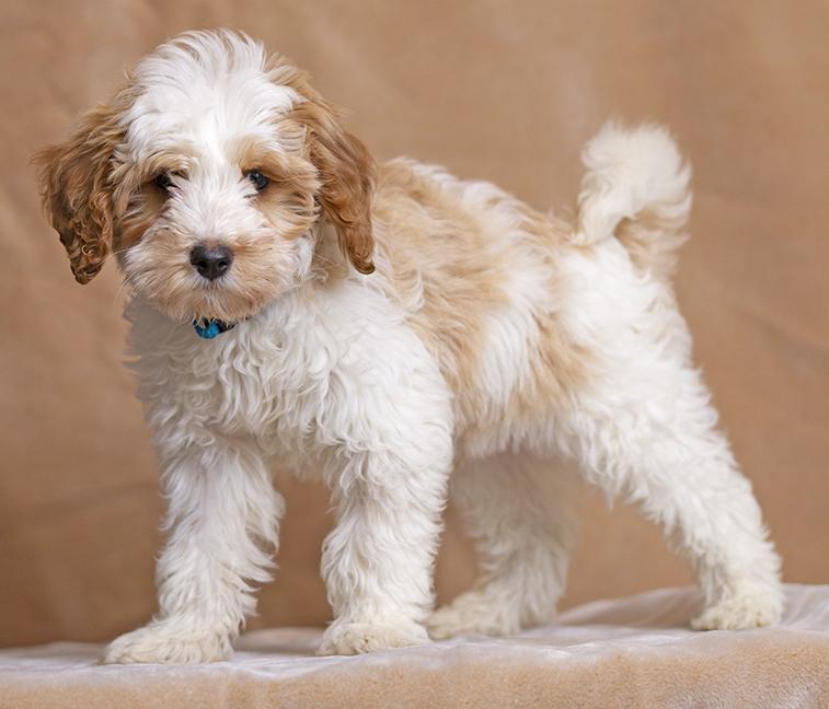 Enlarge Caper, an adopted Goldendoodle in Chicago, IL image 3/3