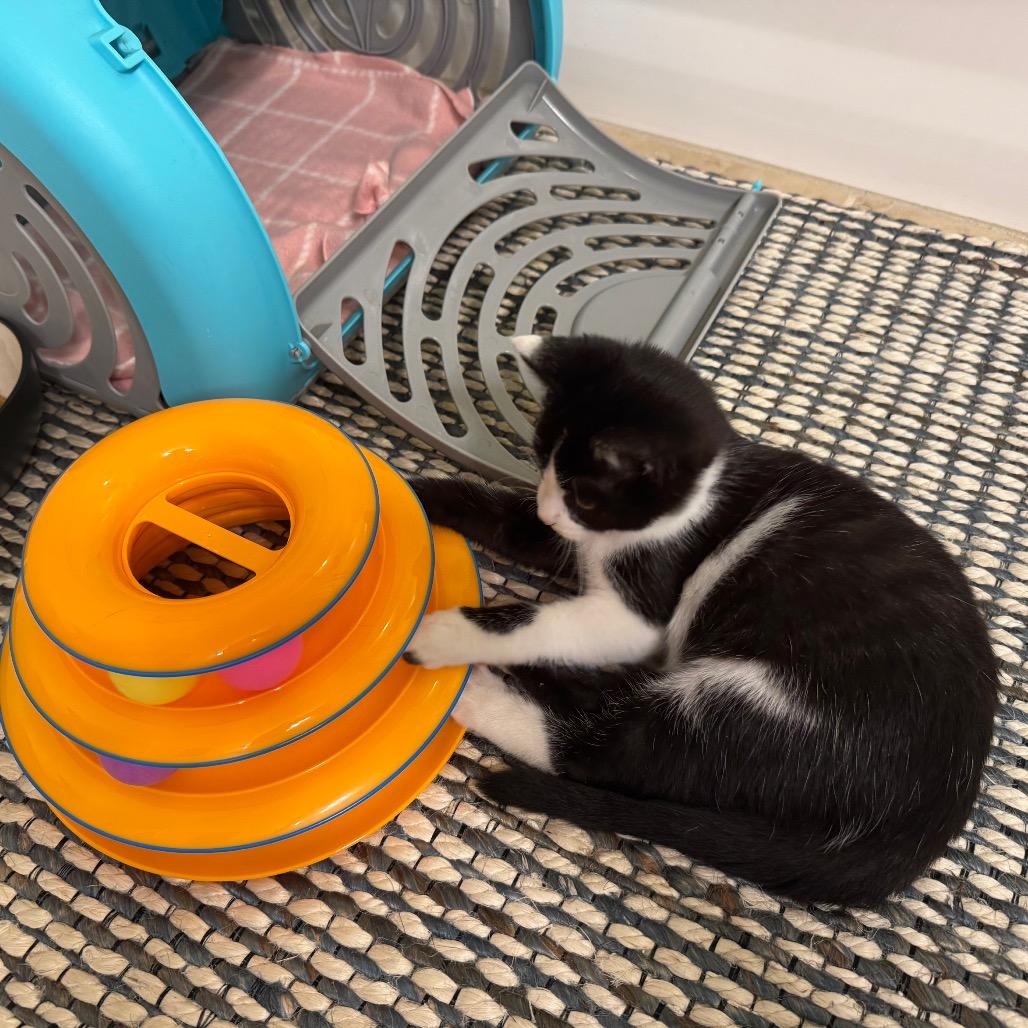 Enlarge Oliver, a Adoptable Domestic Short Hair in Tustin, CA image 2/5