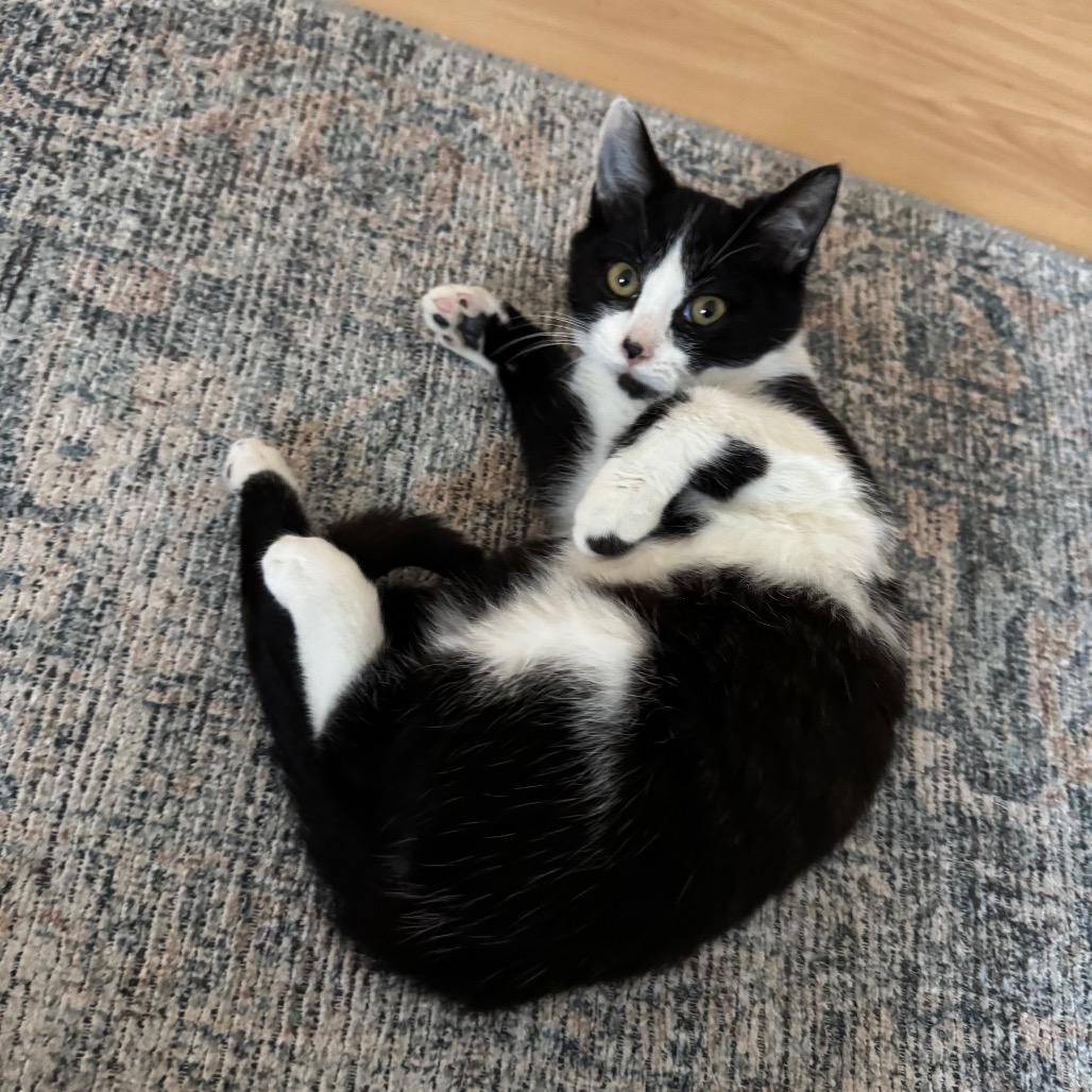 Enlarge Oliver, a Adoptable Domestic Short Hair in Tustin, CA image 5/5