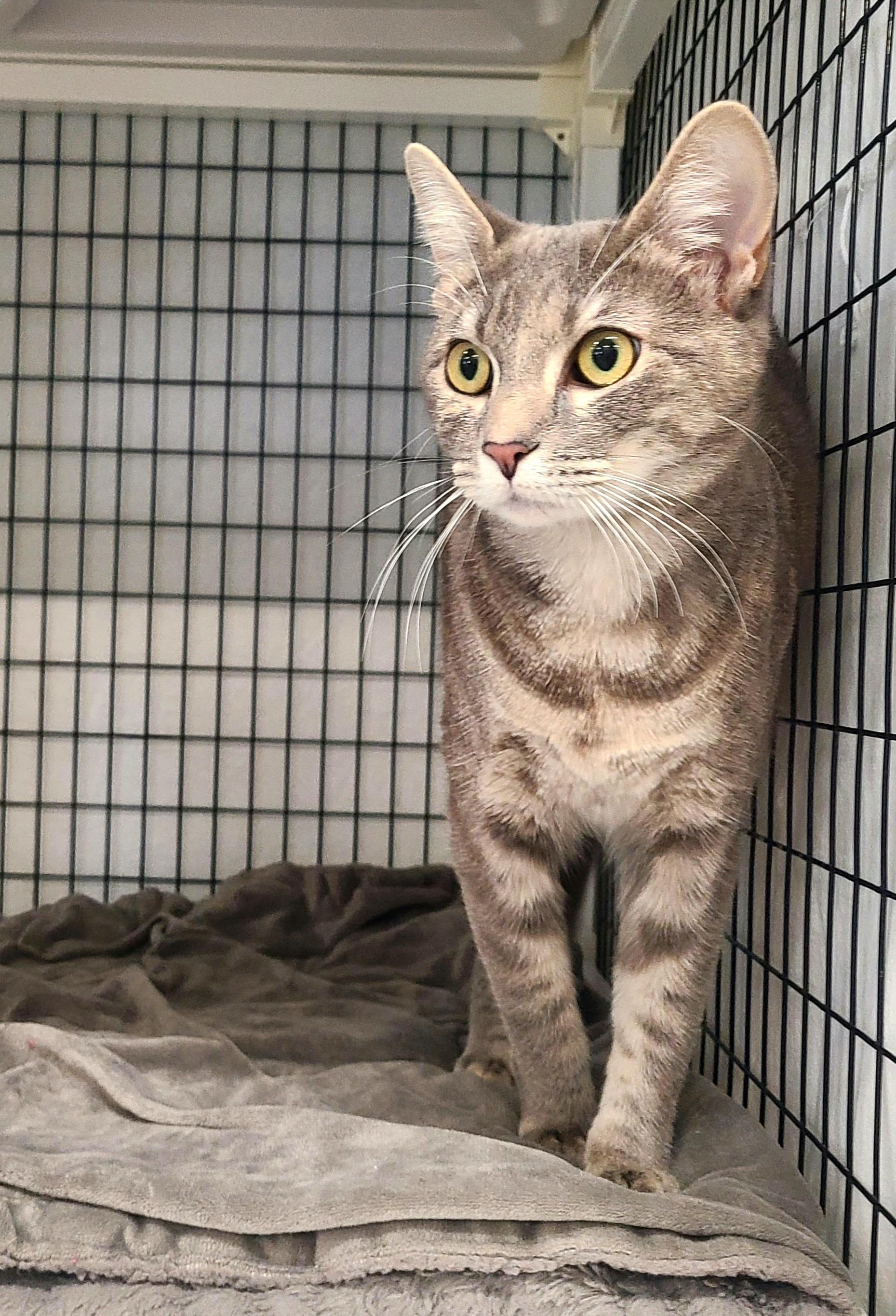 Enlarge Pip, an adopted Domestic Short Hair in Kirkland, WA image 2/3