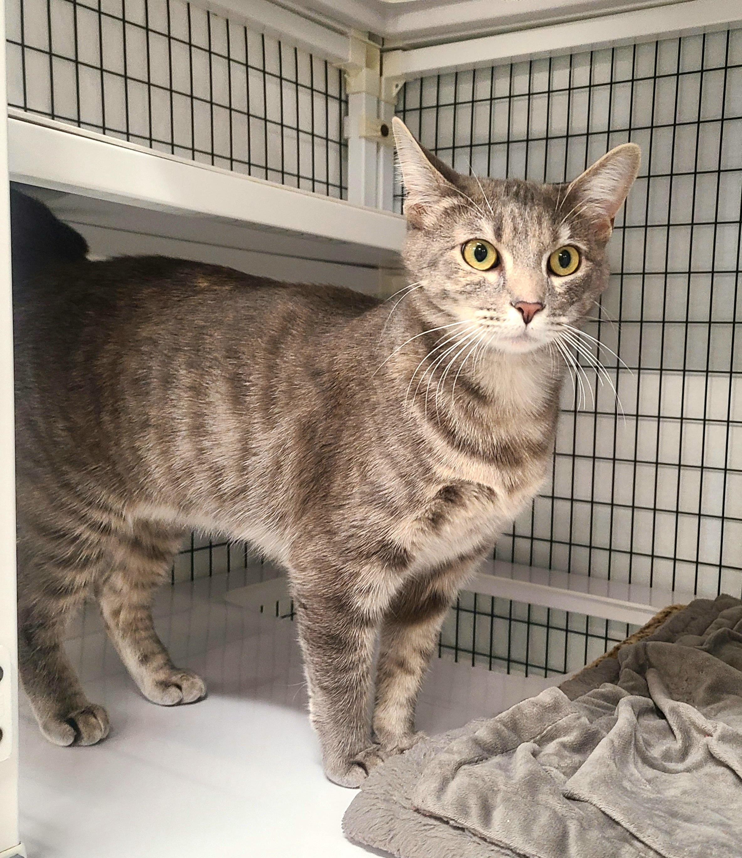 Pip, adopted, Young Female Domestic Short Hair.