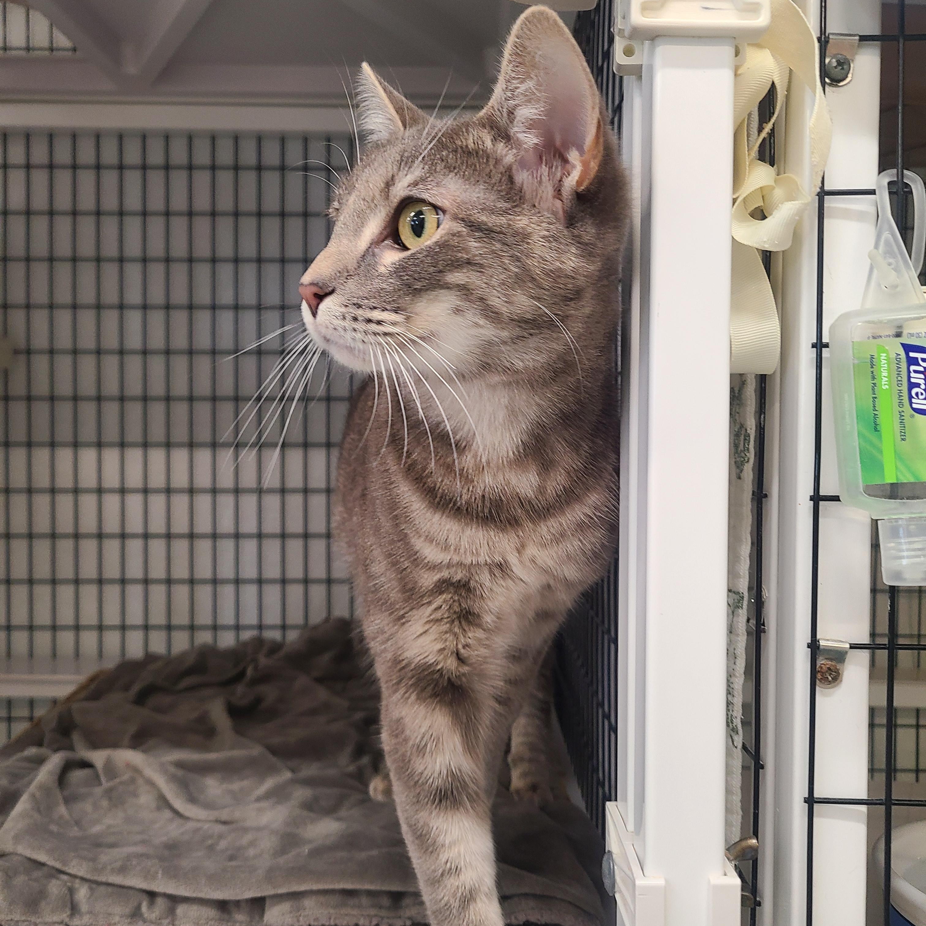 Enlarge Pip, an adopted Domestic Short Hair in Kirkland, WA image 3/3